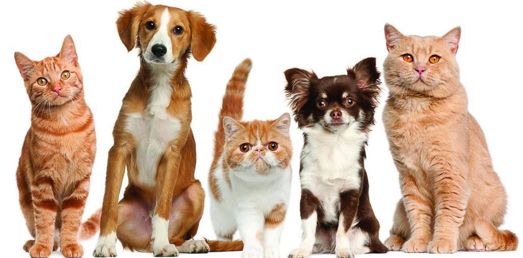 Доска объявлений о животных | ЗооТом - продажа, вязка и услуги для животных в Петухово
