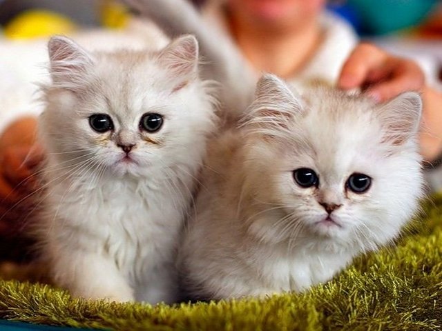 Породы кошек в Петухово | ЗооТом портал о животных