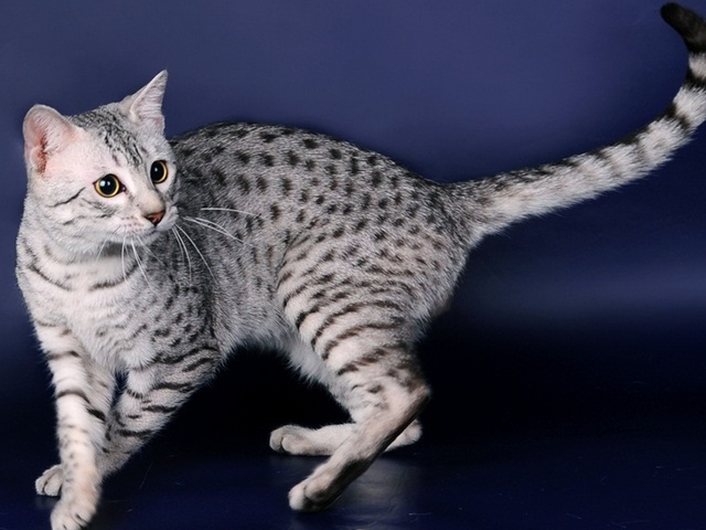 Породы кошек в Петухово | ЗооТом портал о животных