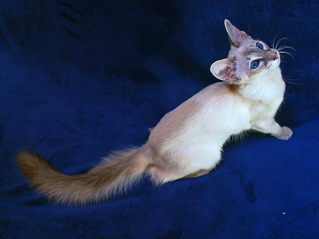 Выведенные породы кошек в Петухово | ЗооТом портал о животных