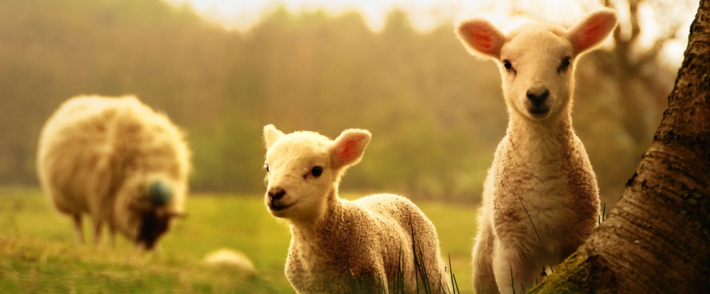 Объявления о сельскохозяйственных животных | ЗооТом - продажа, вязка и услуги для животных в Петухово