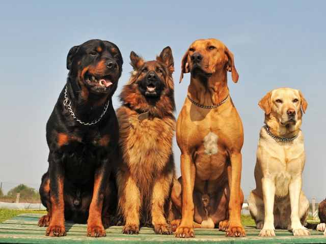 Крупные породы собак в Петухово | ЗооТом портал о животных