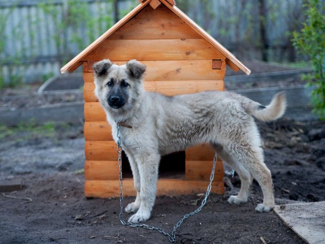 Все о собаках в Петухово